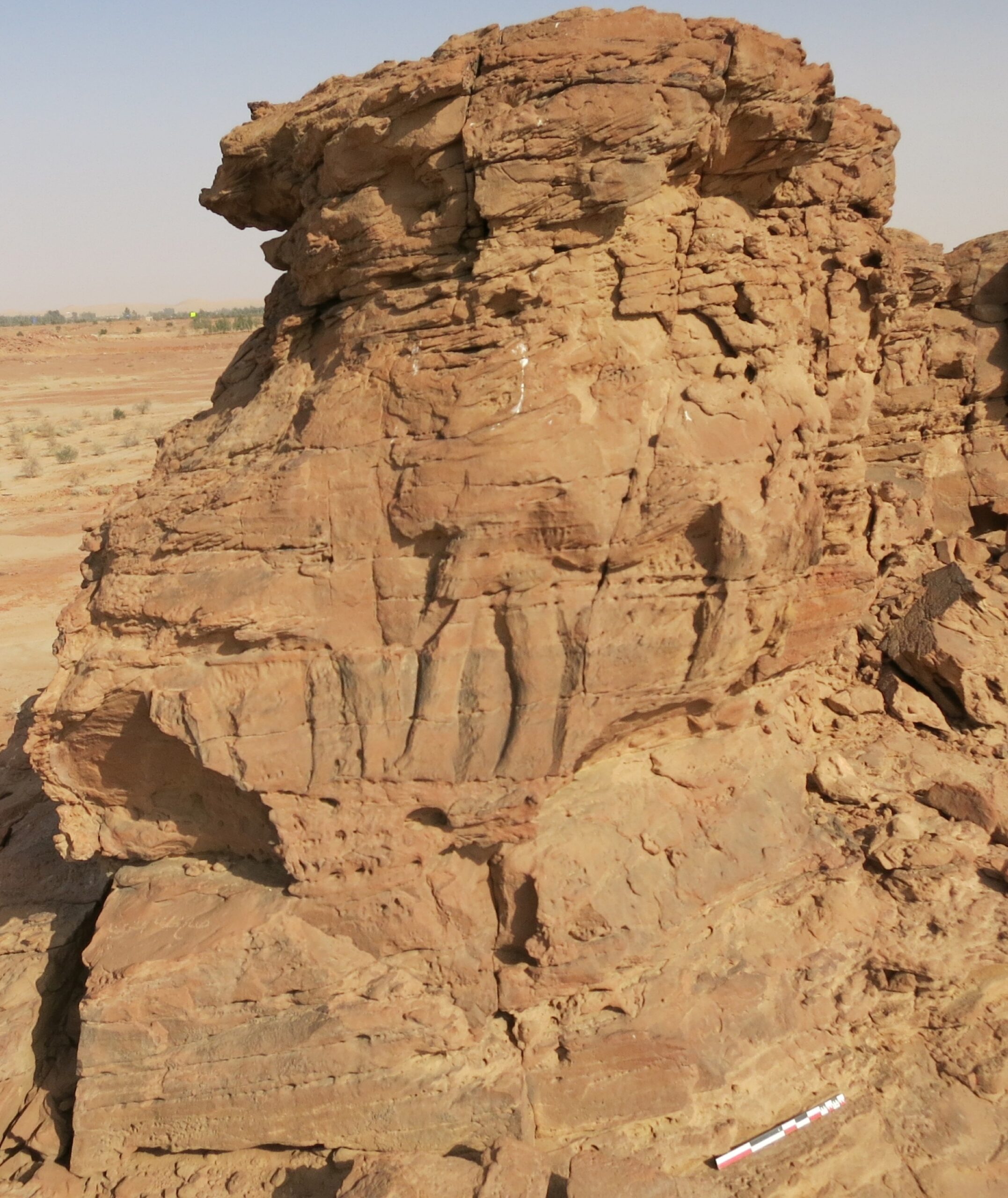 Camel Site : dromadaires en haut-relief sur l’éperon C (panneau 12). © Projet archéologique du Camel Site, G. Charloux