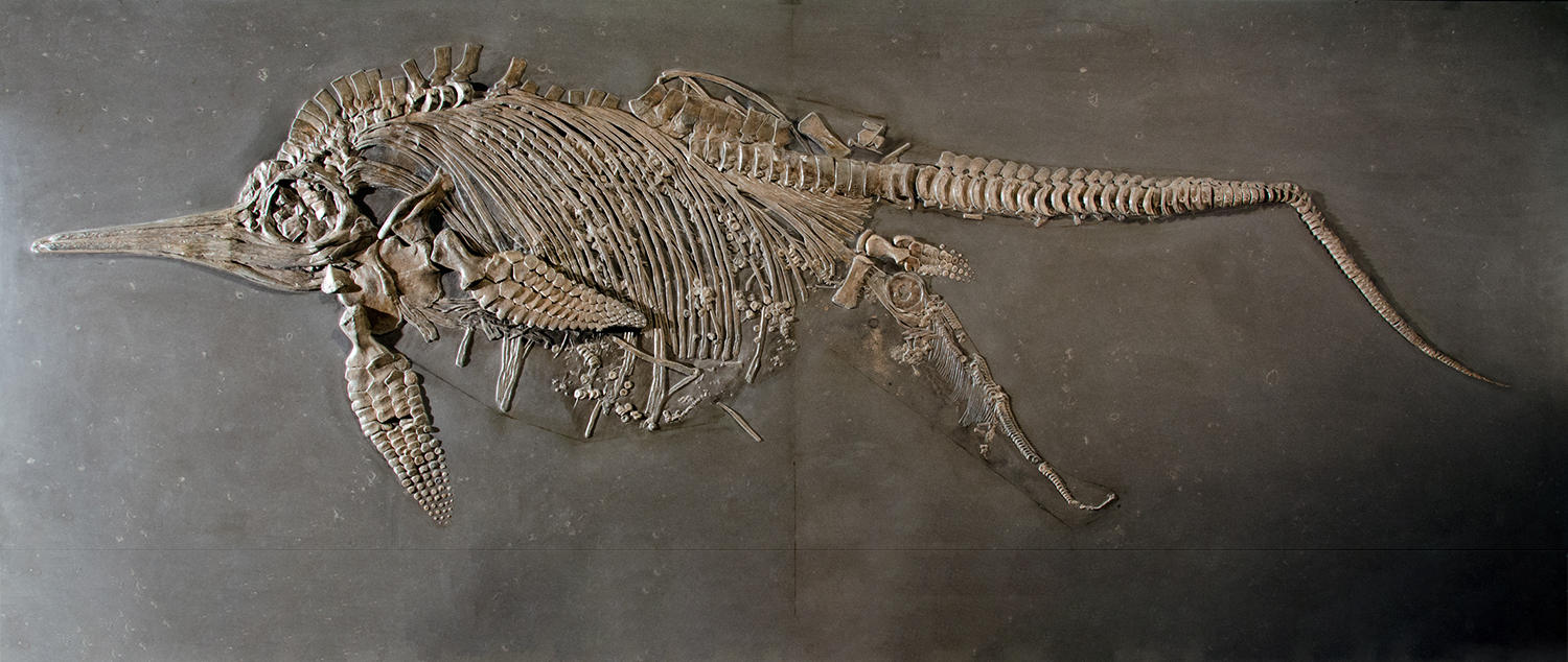 Une femelle ichtyosaure et son embryon expulsé au moment de la mort. © U. Schmid / CC