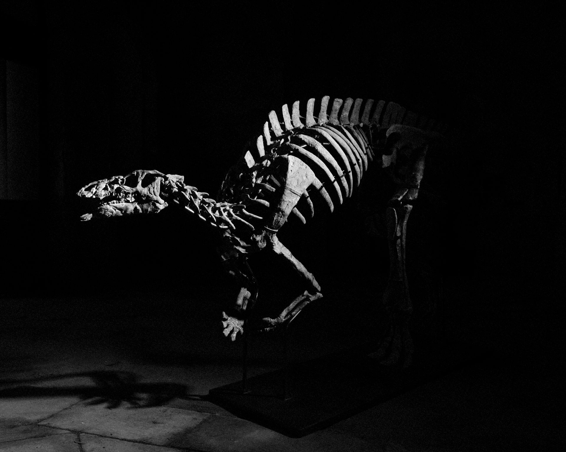 « Barry », Iguanodontia, Camptosaurus sp. Formation de Morrison Tithonien, Jurassique supérieur (150-145 Ma). Découvert vers 2000 dans le comté de Crook, Wyoming, États-Unis. 210 x 500 x 150 cm. © Giquello