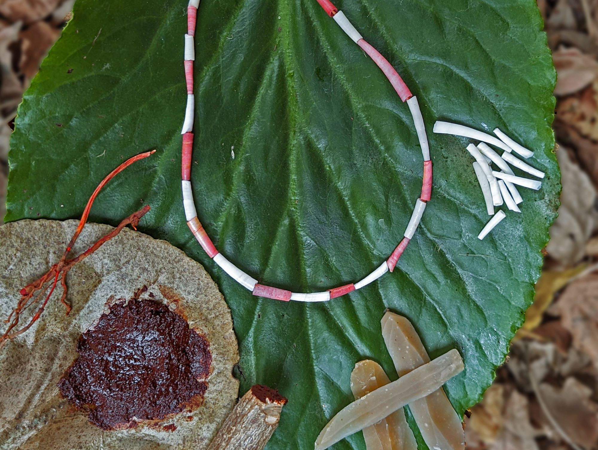 Réplique expérimentale de perles de coquillage avec le colorant organique rouge natoufien fabriqué à partir des racines de plantes Rubiacées. © Laurent Davin/Creative Commons via Courthouse News