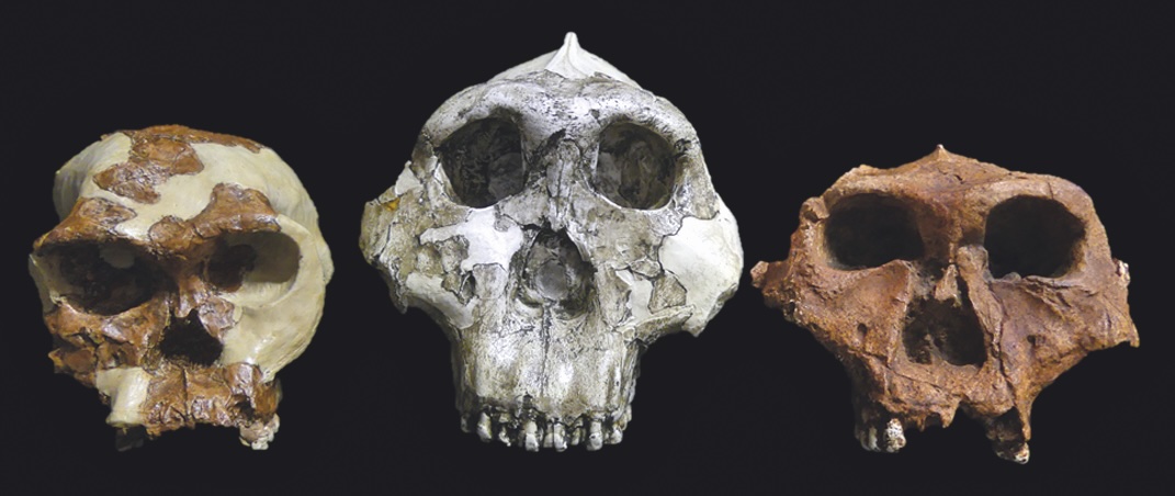 Moulages des premiers représentants du genre Homo (à gauche), paranthrope d’Afrique orientale (milieu) et paranthrope d’Afrique australe (à droite). © S. Prat