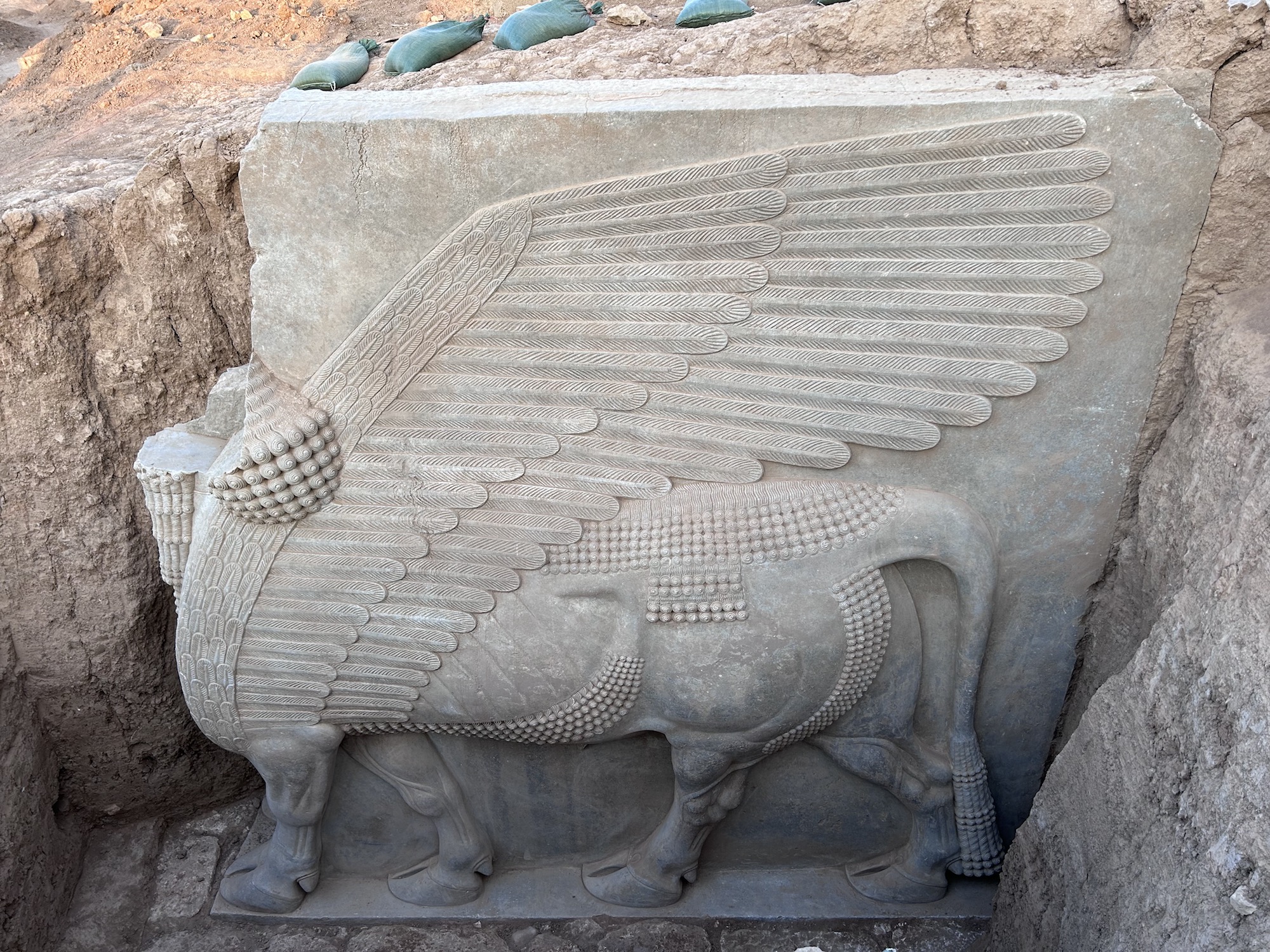 Le lamassu entièrement dégagé du site de Khorsabad. © P. Butterlin, fouille M. Mura, Archaïos, mission archéologique française à Khorsabad
