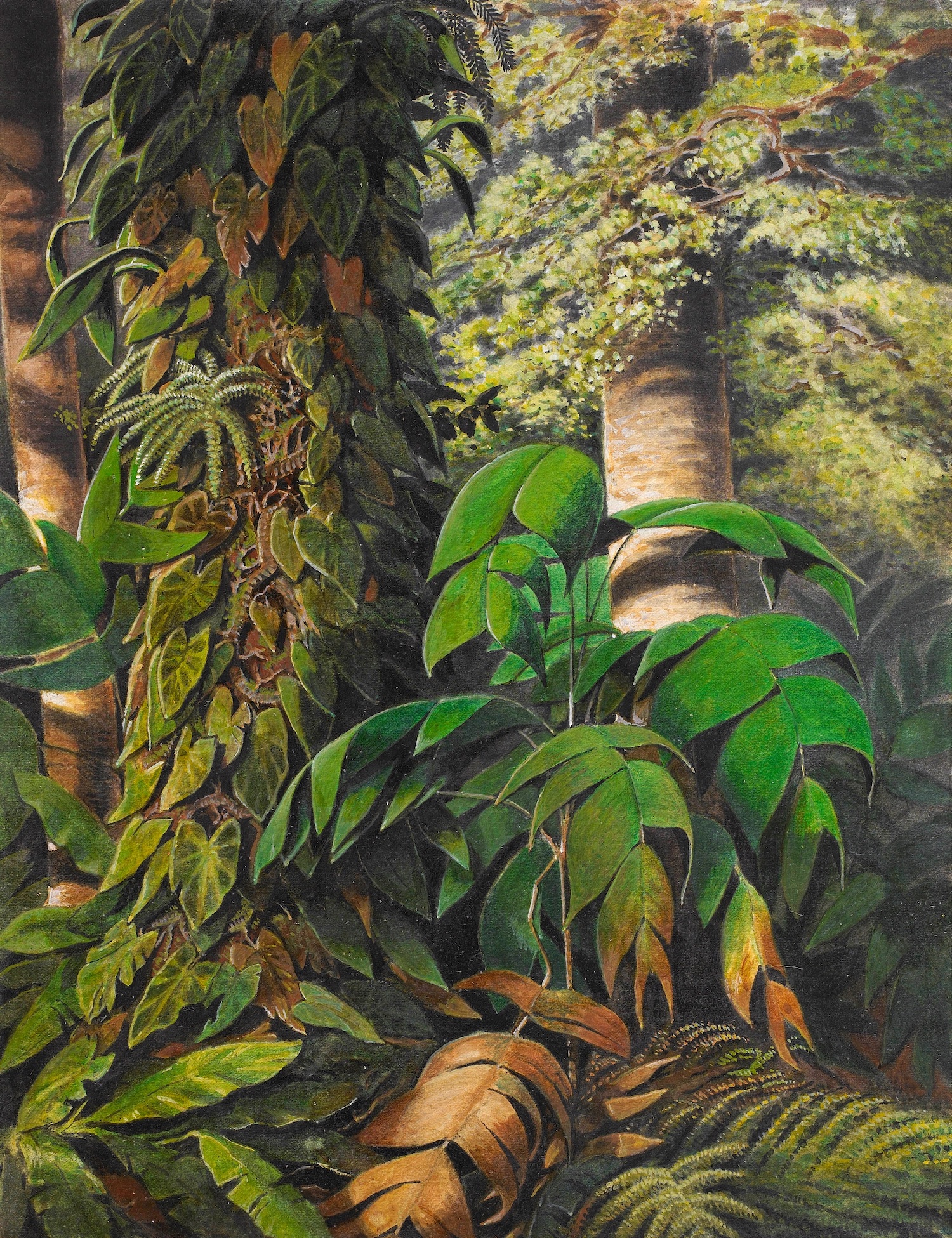 William Michaud (1829-1902), Palmes de guarana dans la jungle brésilienne. Aquarelle, gouache et gomme arabique, 26 x 20 cm. Signé. © Didier Aaron & Cie