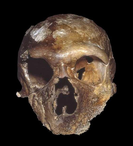 Crânes de la fin du Pléistocène moyen et du début du Pléistocène supérieur provenant d’Europe, d’Afrique du Nord et d’Afrique de l’Est qui ont été taxonomiquement attribués à Homo sapiens et à Homo neanderthalensis : Guattari, Italie. 