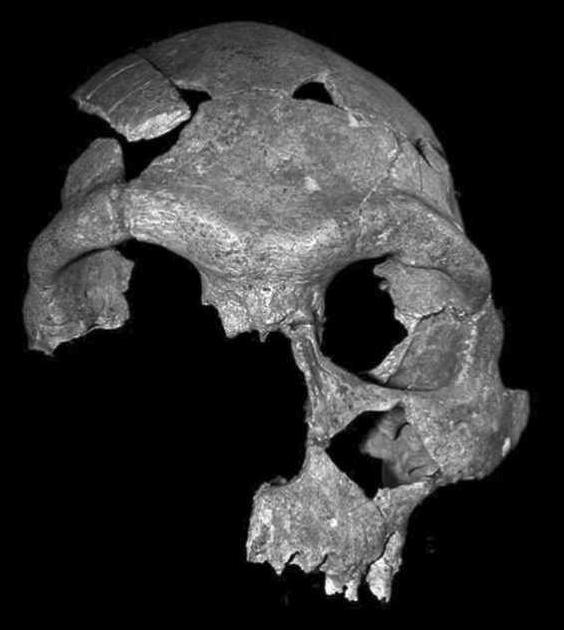 Crânes de la fin du Pléistocène moyen et du début du Pléistocène supérieur provenant d’Europe, d’Afrique du Nord et d’Afrique de l’Est qui ont été taxonomiquement attribués à Homo sapiens et à Homo neanderthalensis : Dar-Es-Soltan II 5, Maroc. 