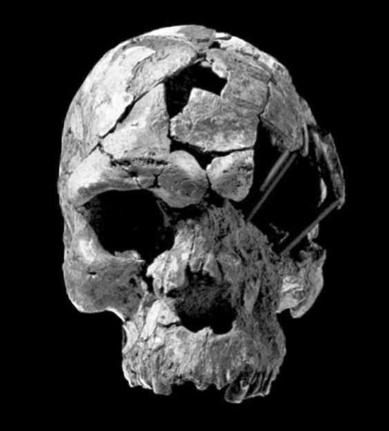Crânes de la fin du Pléistocène moyen et du début du Pléistocène supérieur provenant d’Europe, d’Afrique du Nord et d’Afrique de l’Est qui ont été taxonomiquement attribués à Homo sapiens et à Homo neanderthalensis : Herto 1, Éthiopie. 