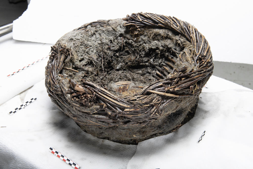 Manne (panier) en saule découverte au fond de la coque de l’épave Laurons 11. Son usage à bord pourrait être multiple : stockage/vente de la pêche, des denrées, transport de matériaux, etc. 