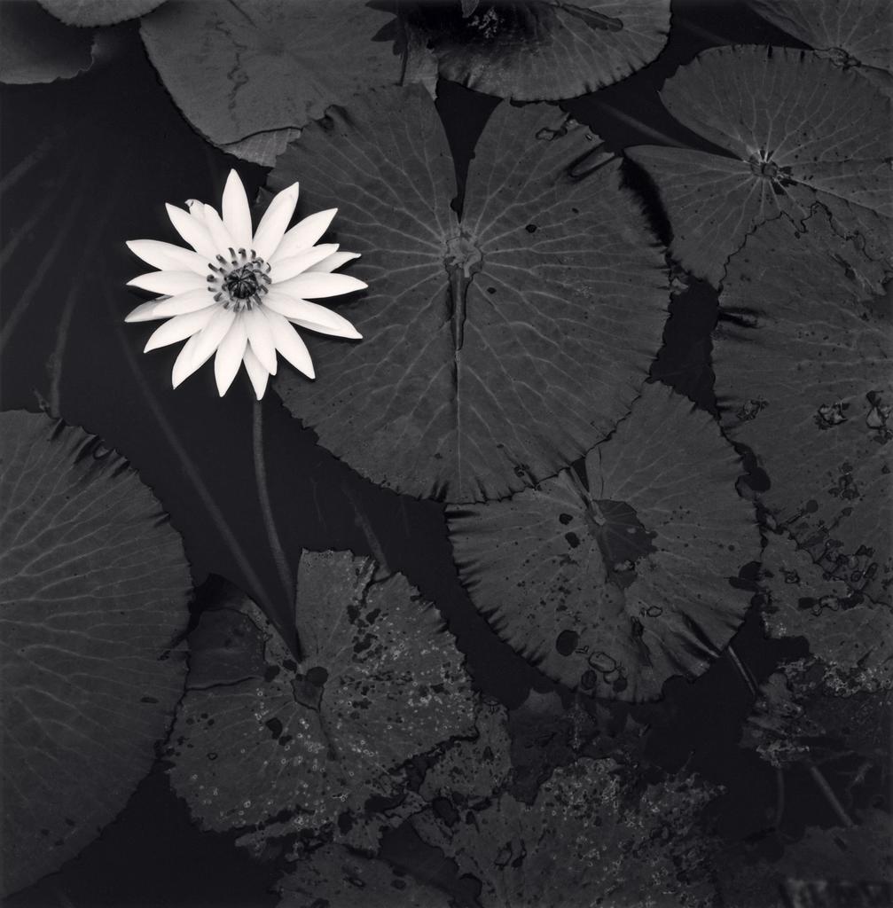 preview__michael-kenna-mamta-lotus-flower-ban-viengkeo-laos-photographie-charenton-le-pont-mediatheque-exposition-musee-guimet-haikus-argent.jpg