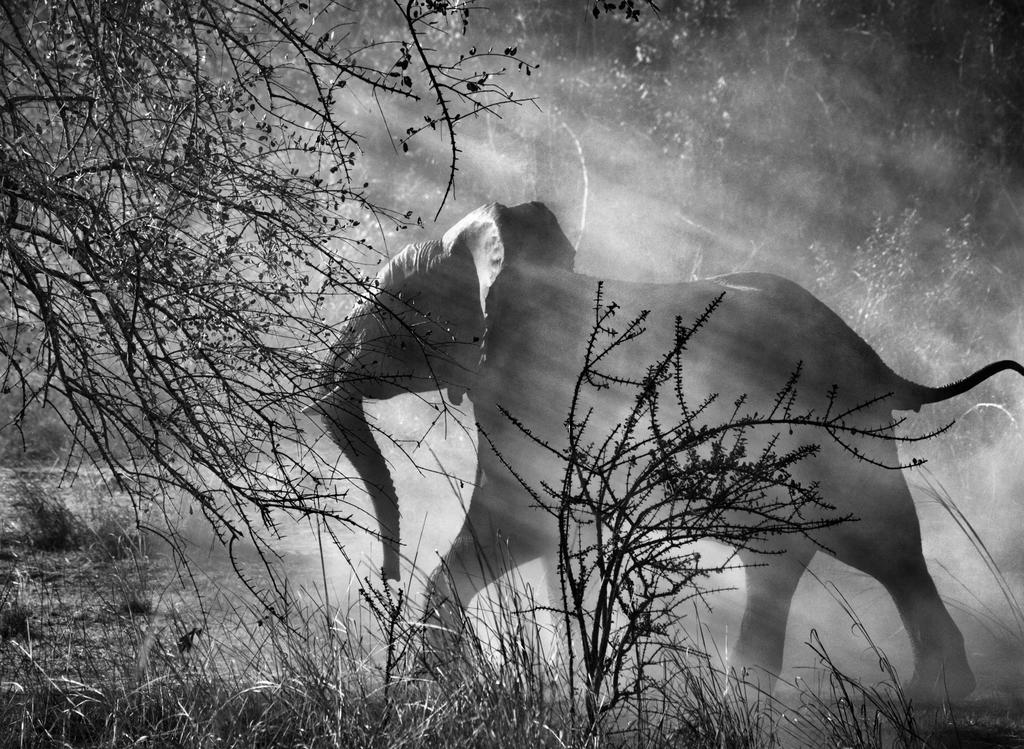 preview__sebastiao-salgado-genesis-parc-national-kafue-zambie-2010-exposition-musee-art-contemporain-montélimar.jpg