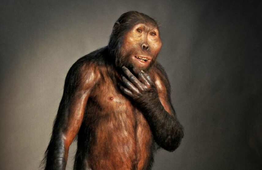 Reconstitution d’un Paranthropus boisei mâle (délai). D’après le moulage du crâne OH 5 découvert à Olduvai en Tanzanie.