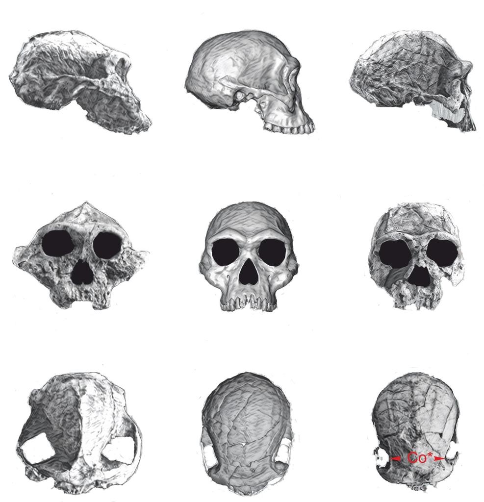preview__comparaison-paranthropes-homo-habilis-ergaster.jpg