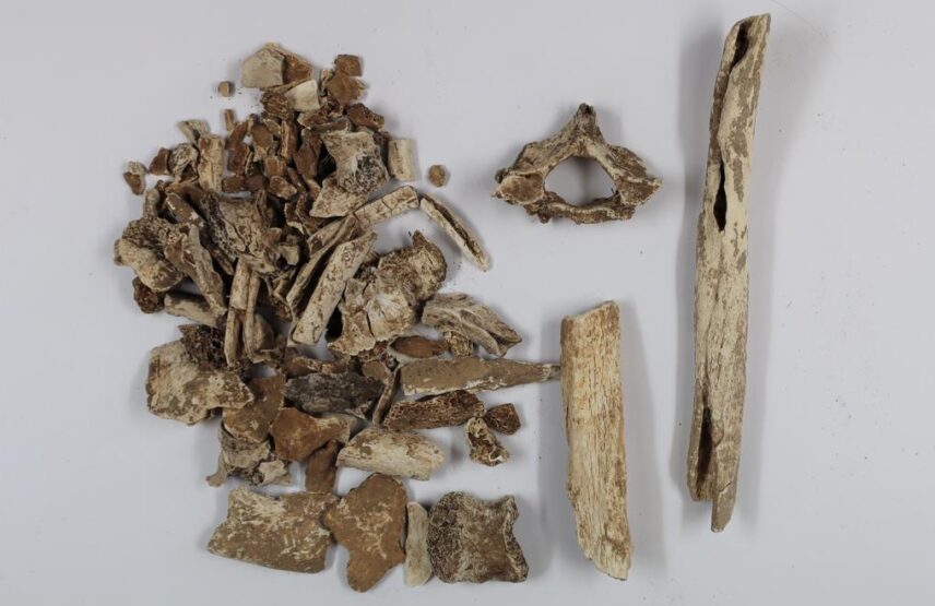 Ossements incinérés provenant d’un dolmen de Saint-Philibert, retrouvés dans les collections du musée de Carnac.