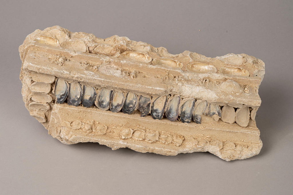 Décor de la grotte en plâtre et coquilles, vers 1680.