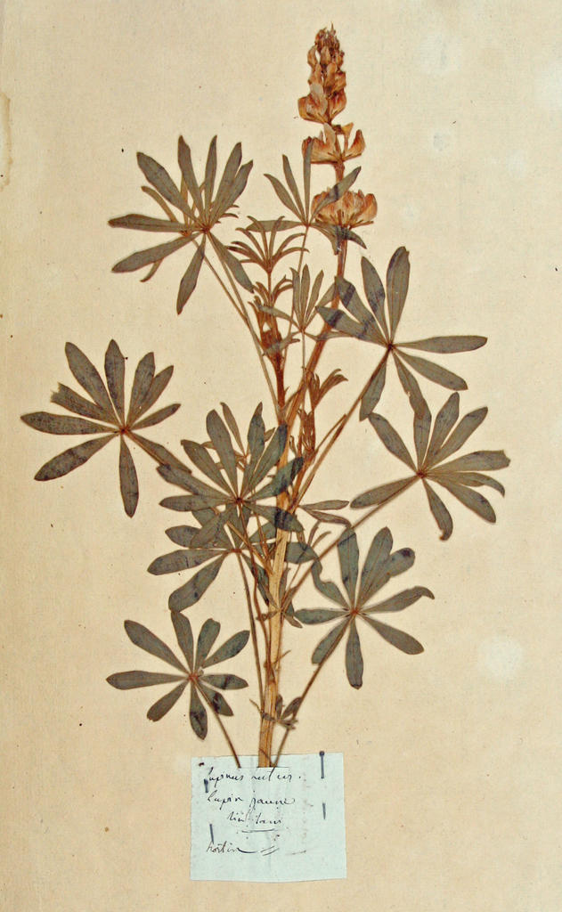preview__herbier-de-thore-musee-dax.jpg